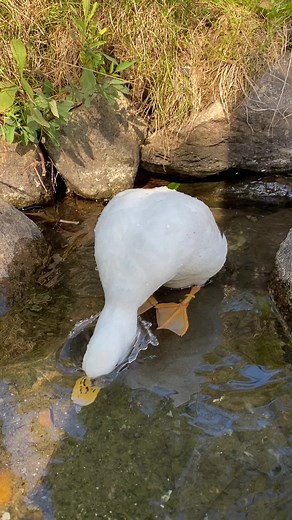 Ducks' Waterproof Feathers - Fun Fact Revealed!