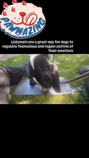 #DetectionWorkshop#LouiseWilson#training4paws#Oro#Moana#HedgehogConservationDogs#Lickymats# | Sarah Küpfer