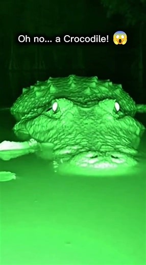 He jumped into the river to escape a Tiger... then THIS happened 😱🐊 #animals #rescue #shortviral