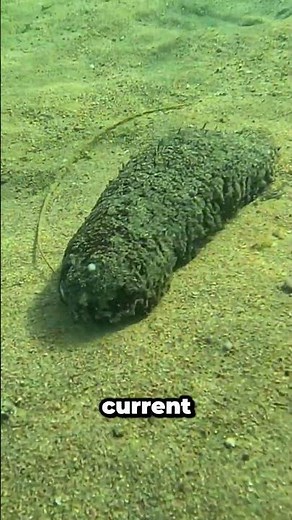 The Survival Strategies of Sea Cucumbers