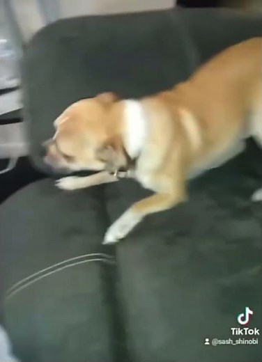 Dogs fighting over a Cheez-It. #Funny.