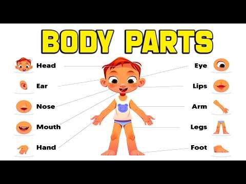 Body - Kids vocabulary - parts of the body - Learn English for kids - English educational video