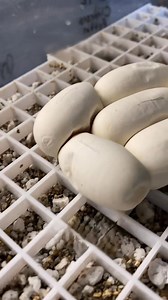 Hatching children’s pythons