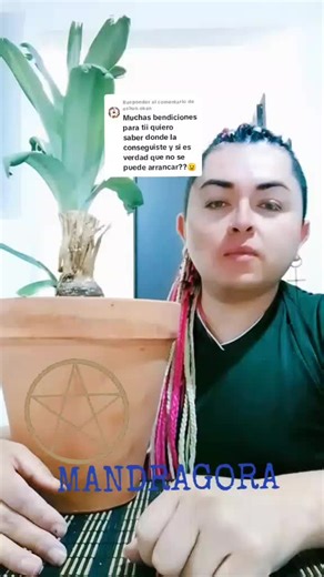 Todo sobre la Mandrágora: mitos y cuidados