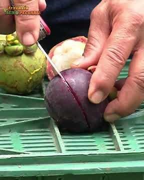 MANGOSTEEN CULTIVATION #tropicalfruit