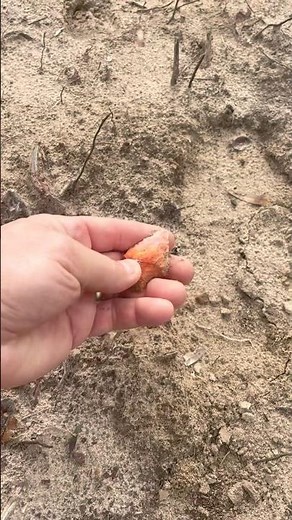 Native American remnants [arrowhead finds!] | N1 Outdoors #bowhunting #archery #nativeamericans