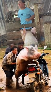 Cerdos Salvajes 🤣 #loco #funny #cerdos #porquerizas | SuaRez videos comedia