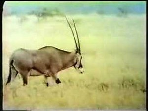 Sesame Street - 6 oryx!