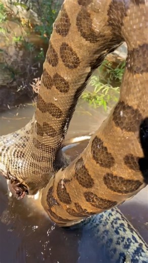 Nature Is Metal on Instagram: "Mutually Assured Destruction 📽 by @ronydronov Anaconda choked on an armoured catfish many moons ago More accurately, it seems the anaconda was having trouble getting this joker down the hatch, but when it went to call the audible the backwards facing spines of the armoured catfish did precisely what they were meant to do - prevent the snake from eating ever again. By injuring or killing the predator (as happened here during regurgitation), the catfish’s individual