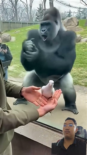 MAGIC FOR GORILLAS! 🪄 Watch This Big Guy Lose His Mind Over A Bird Trick! 😱🤯 #gorilla #magic ✨