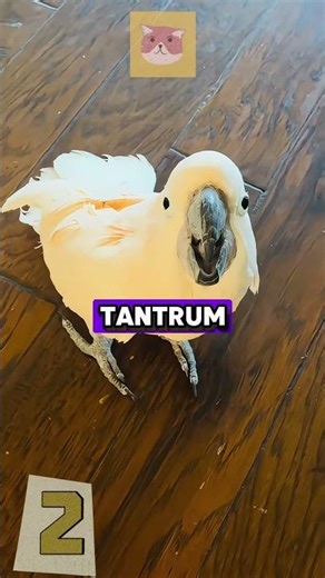 Parrot Argues Like a Real Human 😆 You Won’t Believe This! #funnyparrot #talkingbird #viralshorts
