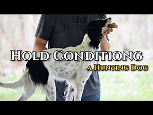 Hold Conditioning a Hunting Dog: First Time on the Table