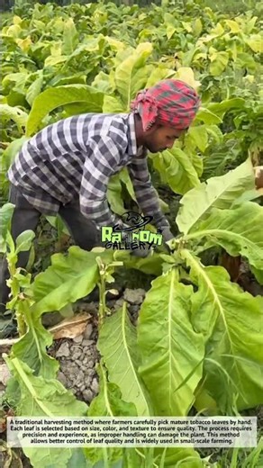 Satisfying Tobacco Harvest by Hand! 🌿 | Traditional Farming Method