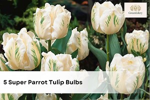 Parrot Tulip Bulbs | Ruffled Spring Perennial Flowers - 5 Super Bulbs - Etsy