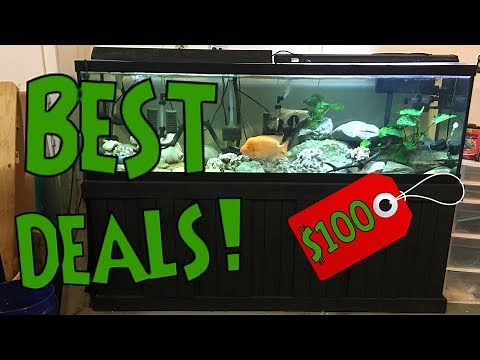 How and Where To Get Cheap Fish Tanks? - MY SECRET TIPS REVEALED