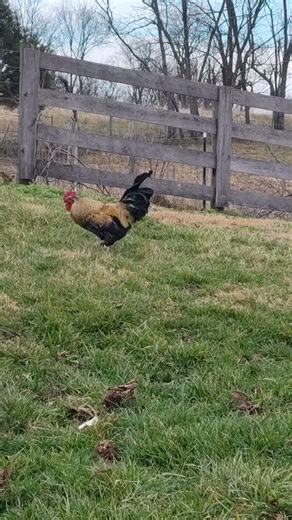Good morning everyone! ☀️#rooster #backyardchickens #crowing
