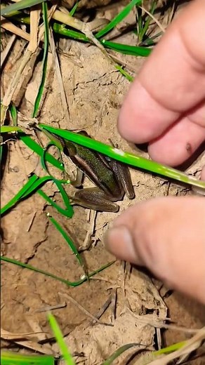 Small frogs, green frog 🐸🐸🐸