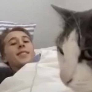 #cats | cat