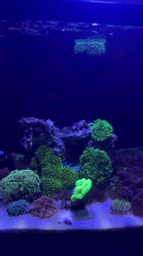 Aquarium Transformation in Days 🤯🐠 #music #aquarium #aquarium #reeflife #reeflife #aquarismo #reef