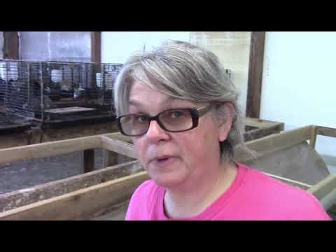 How we upgraded our rabbit waste collection (rabbit poop) system #rabbit #wastecontrol #rabbitpoop