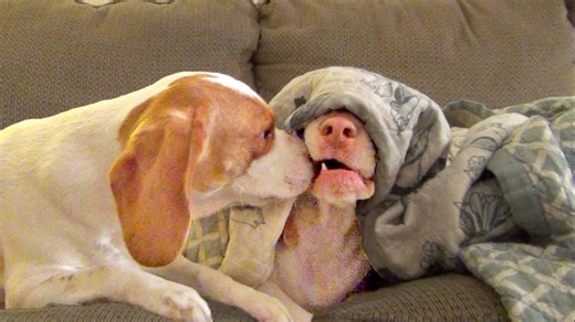 Beagle dog woken by puppy kisses in morning chaos