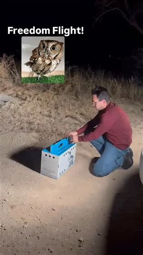 🦉 Freedom flight! Our little red morph Eastern Screech-Owl is back where he belongs. After coming to us with head trauma, he made a full recovery and was returned to Plainview, Texas for release. This location mattered—Eastern Screech-Owls are often monogamous and mate for life, so returning him to his home territory gave him the best chance to reunite with his mate. Huge thank you to the good Samaritan who found him on the side of the road, Plainview Animal Control for contacting us and making