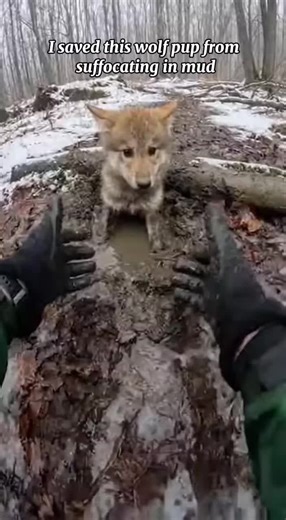 I saved this wolf pup…#tiktok