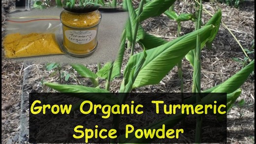How to grow, harvest & make organic turmeric powder at home | Self Sufficient Me