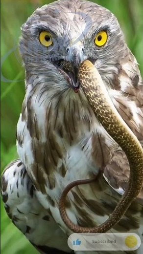 Hawks in Action: How They Catch Their Prey#shots#heavy#dang.