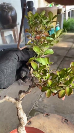 舍不得也得舍#盆景制作 #盆景艺术#黄杨盆景I can't bear to part with it. # Bonsai making # Bonsai art # Poplar bonsai
