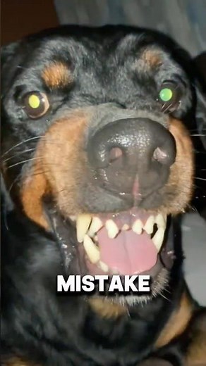 Stop Rottweiler Aggression FAST! Expert Tips Inside #Rottweiler #DogAggression #DogTrainingTips