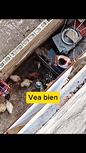 No todo es azul turquesa #perros #amorincondicional #cancun #QuintanaRoo | La Ranita de Nogales