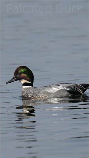 Asia’s Most Elegant Waterfowl| Falcated Duck #shorts #shortsvideo #duck #birds #wildlife