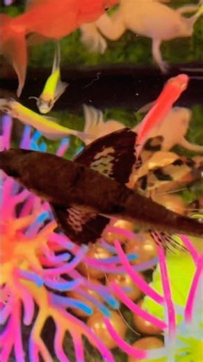 Amazingly rare and beautiful freshwater butterfly fish, real and alive! #fish #rarefish #buterfly