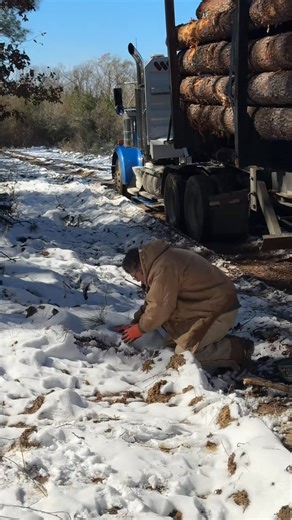 Snow day on the logging job 🤣 #kellyvideos #cuttingedgelogging #snow #snowballs | Cutting Tree