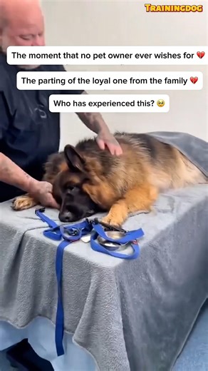 😭24 Years Together:Thank you for a lifetime of love | Loyal German Shepherd #dog #germanshepheard