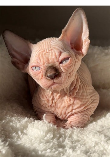 Sphynx Kitten: The Adorable Chocolate Point Cutie