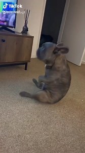 27K views · 734 reactions | Haha Frenchies are the best dancers Credit: dexterdog1 on tik tok | The Frenchie Following | Facebook