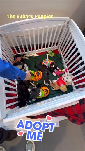 20 reactions | Boardman Subaru on Reels | Facebook