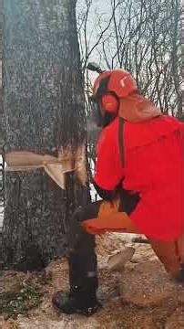 Cutting techniques #logging #Stihl chainsaw