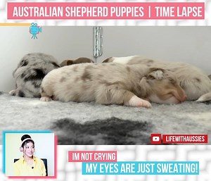 This video is all you need. Too pure and therapeutic Credits : Youtube/LifeWithAussies | Doggo