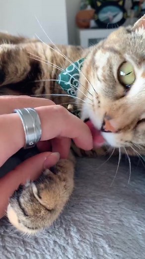 今日も毛ずくろいしてくれる #ドラミ