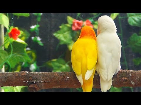 Lovebird Sounds - Albino & Lutino - A Favorite Pair of Lovebirds