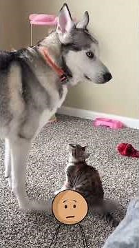 L'amitié entre chien et chat c'est incroyable.