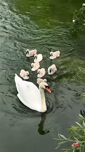 Beautiful Duck and Her Ducklings | Peaceful Nature Scene by the Pond #Duck #Ducklings #MotherDuck