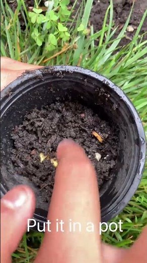 How to Grow a Nectarine Tree 🍑 (From Seed)