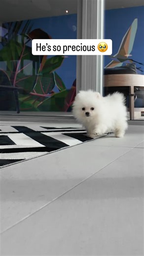 Micro Teacup Pomeranians | Platinum Pups of Miami 🇺🇸 on Instagram: "Sweet boy Toby 🥰 every day is a beautiful day when you have a Micro teacup Pomeranian around you ! ☀️"