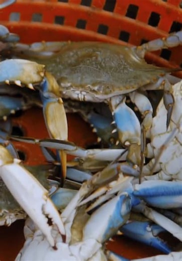 MeatEater S08:E03 - Ghosts of the Ches (Pt. 1)