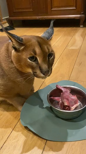 #mufasa #nala #caracalcat #caracal #feline #cats #catsoftiktok #catlover #catlove #catlife #happycaracal #friendlycaracal #fyp #followers➕ #purelove #kitten #caracalkitten | Pumba Caracal Family