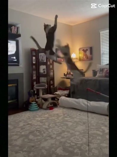 Cat wwe